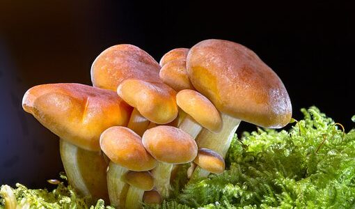 Why Mushroom Supplements Are the Ultimate Addition to Your Health Arsenal